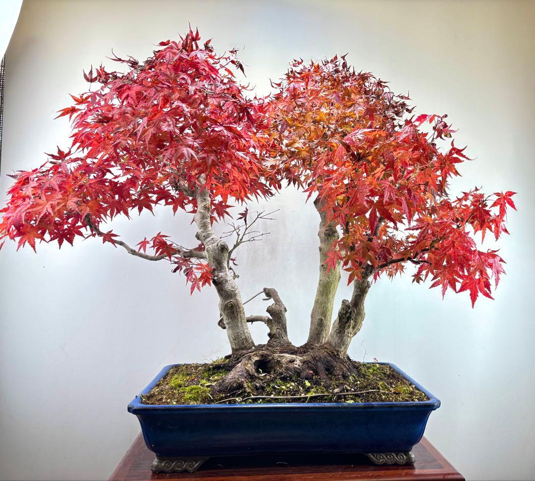 ヤマモミジ盆栽②