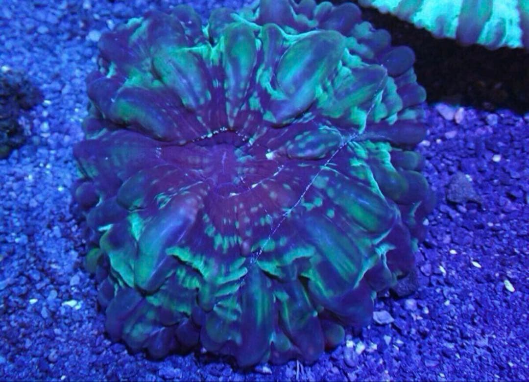 コハナガタサンゴ　（14cm）$yasu專用$