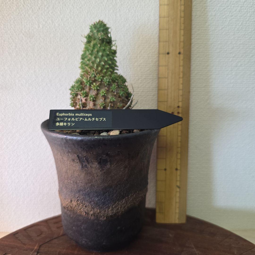 Euphorbia multiceps ユーフォルビア▪︎ムルチセプス