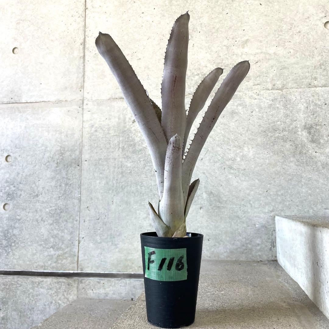 【希少】Aechmea エクメア ムルフォーディ マルバ 沖縄育ち