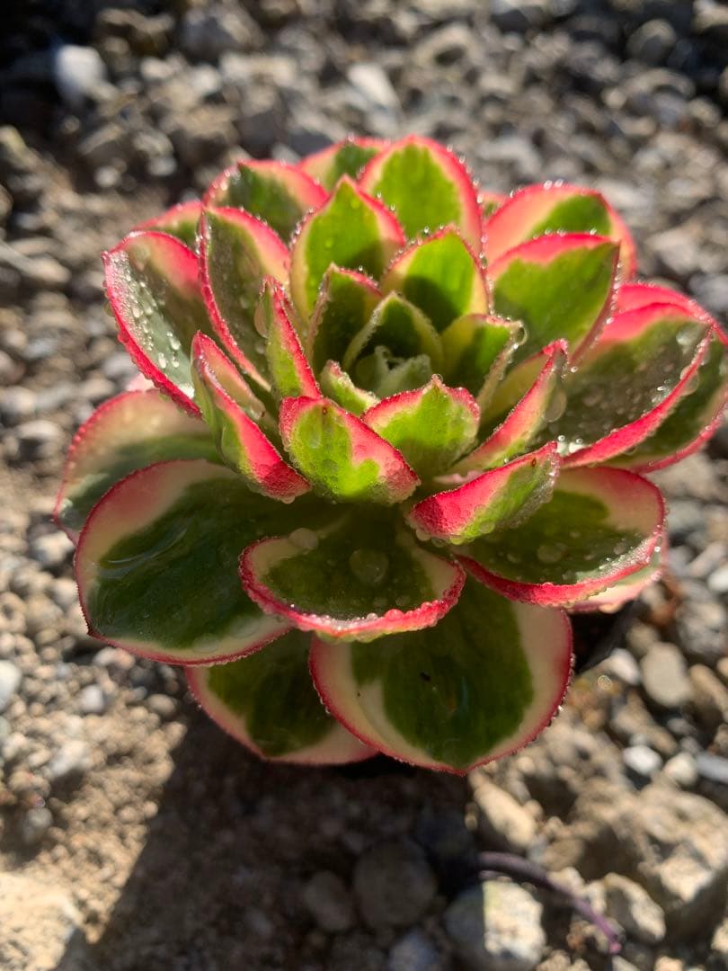 魅金ロース錦　如意　アエオウム　抜き苗