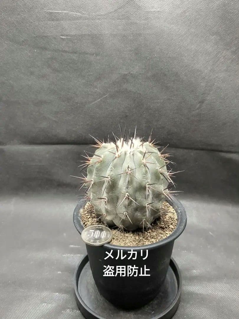 選抜株　Copiapoa　コピアポア シネレア　黒王丸