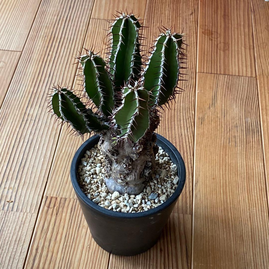 ムランジーナ 現地株