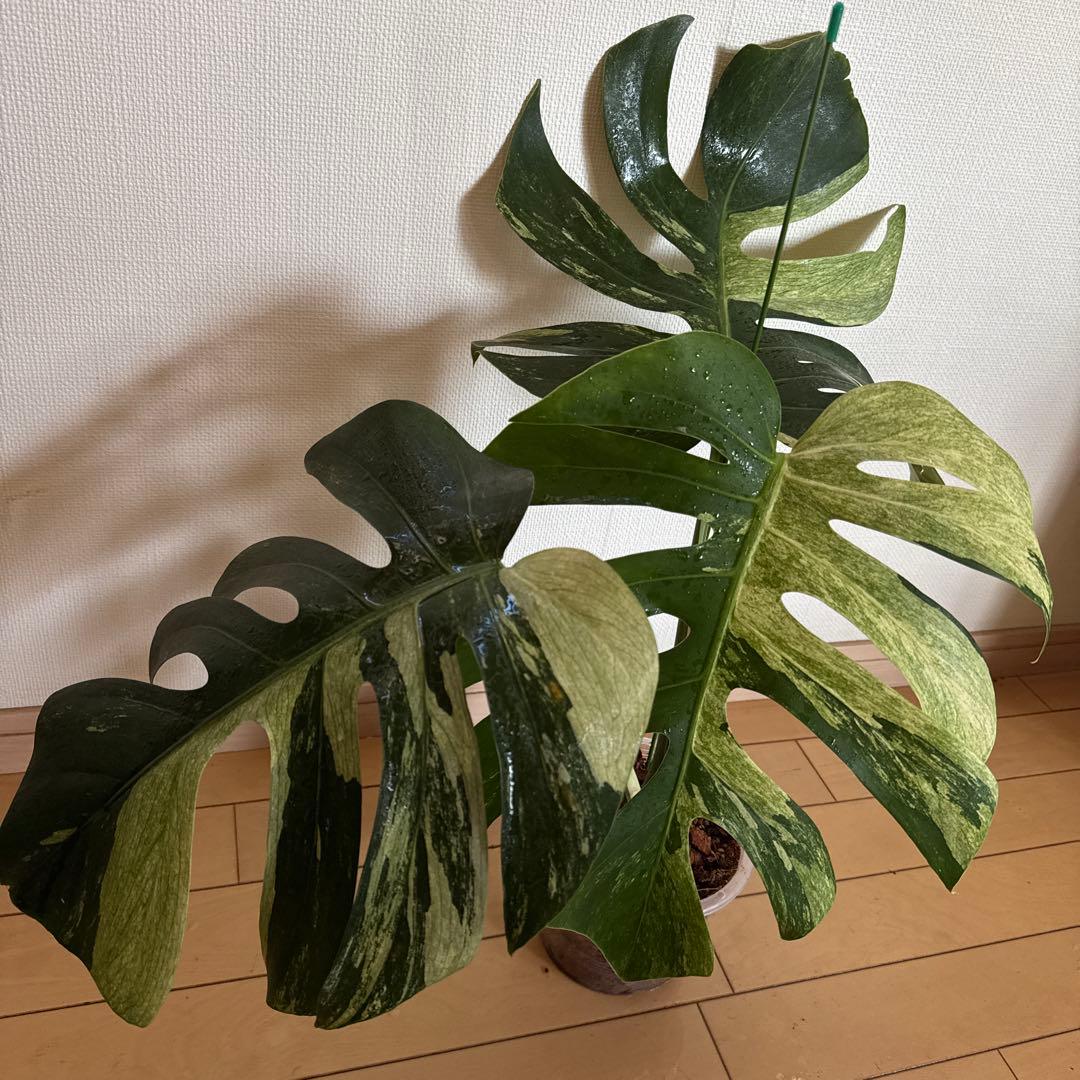 ＊モンステラ＊ミント＊Monstera＊Mint＊