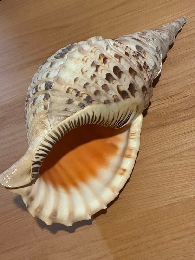 m*珠様 ★法螺貝　37.5cm ホラ貝★ 天然巻貝 置物