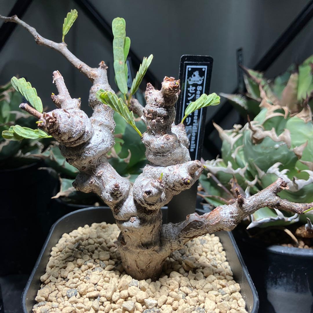 【実生】 センナ メリディオナリス 鉢ごと発送 ネームタグ付き