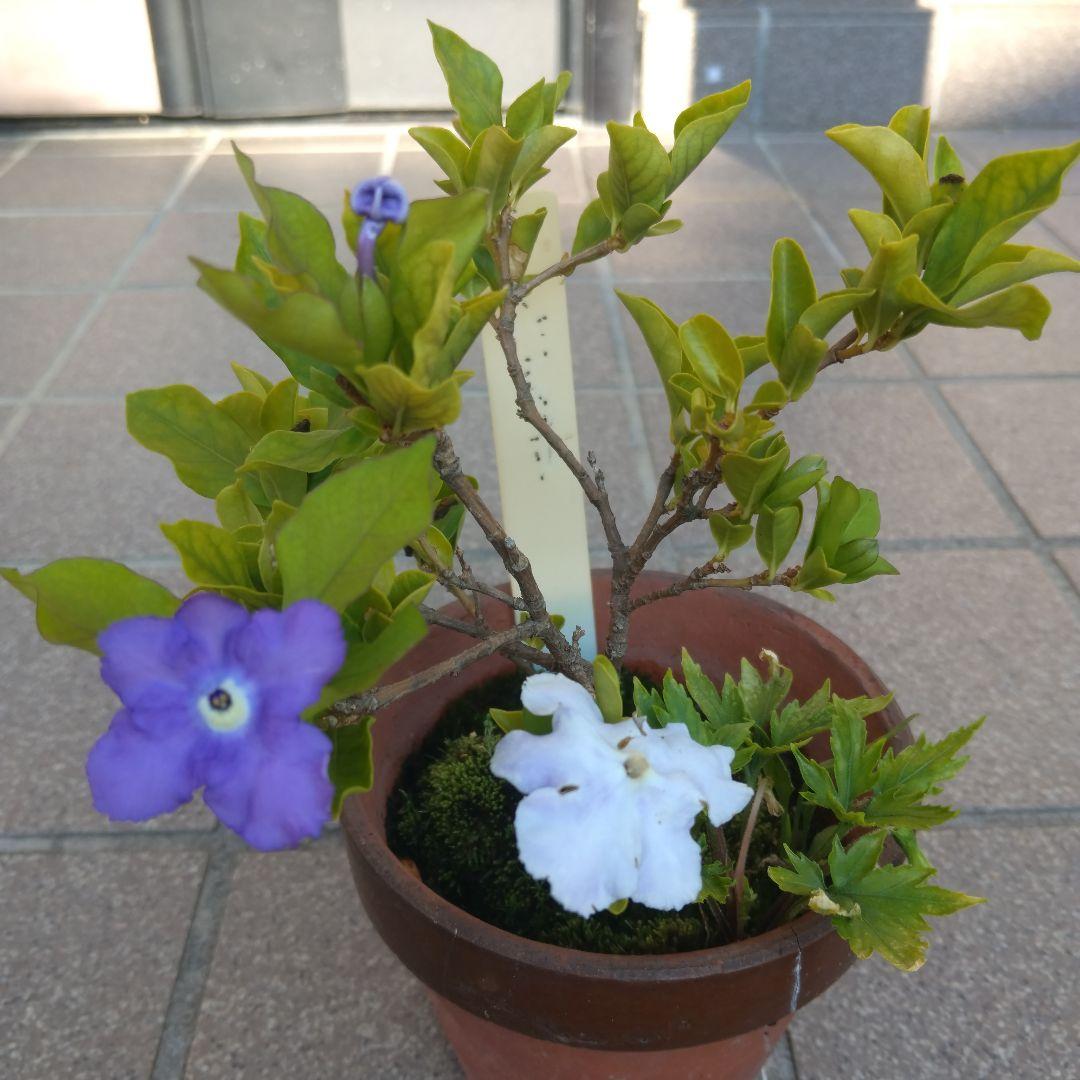 ニオイバンマッリ。