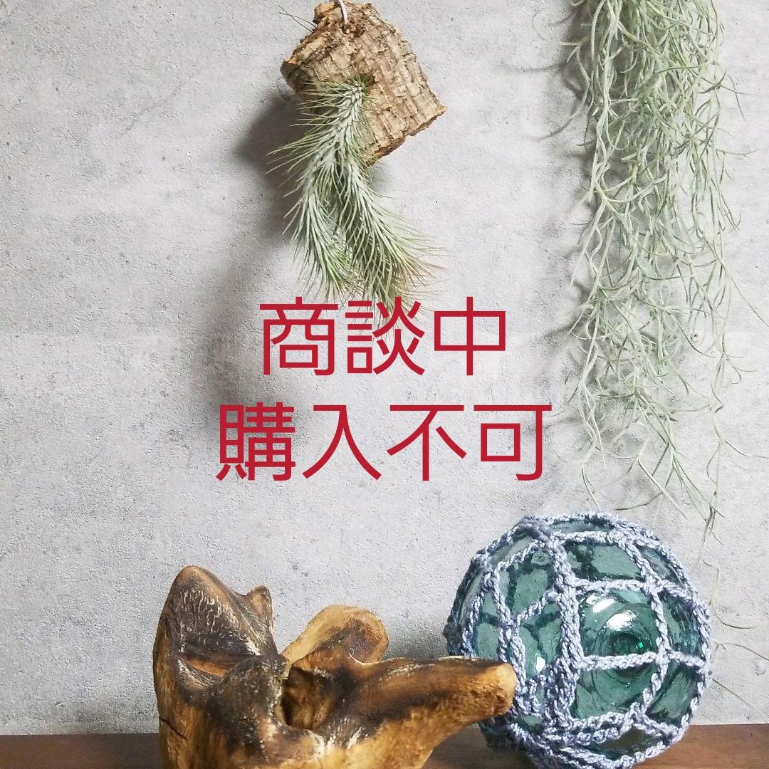 購入不可 チランジア フンキアナクランプ(4頭クランプ)