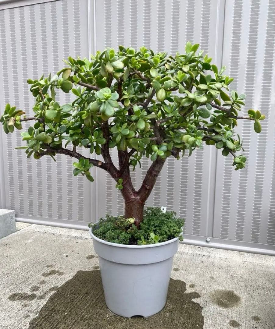 黄金花月 ⬅️蕾付き ブロウメアナ