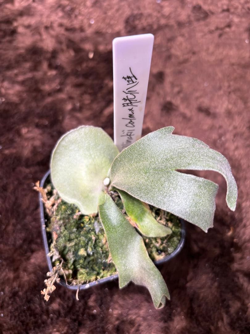 P.willinckii calm×月光爪哇 sporeling