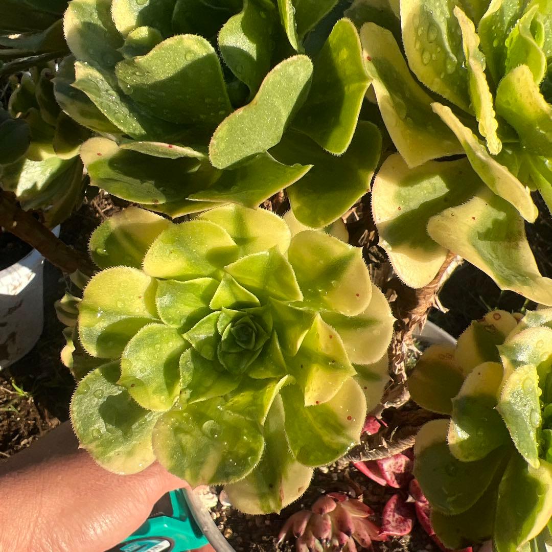 多肉植物。五彩瑠璃法師錦抜き苗