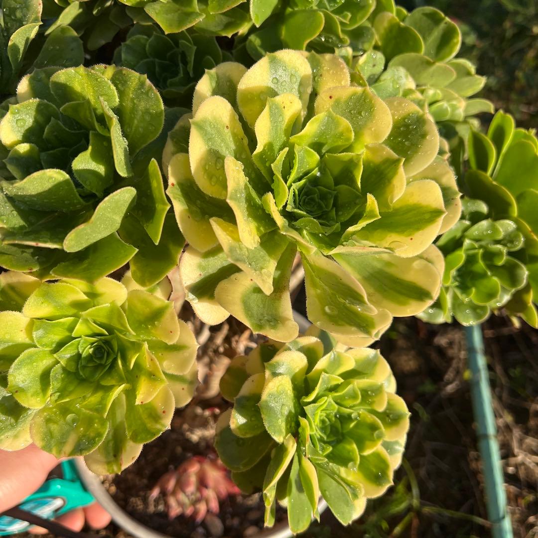 多肉植物。五彩瑠璃法師錦抜き苗