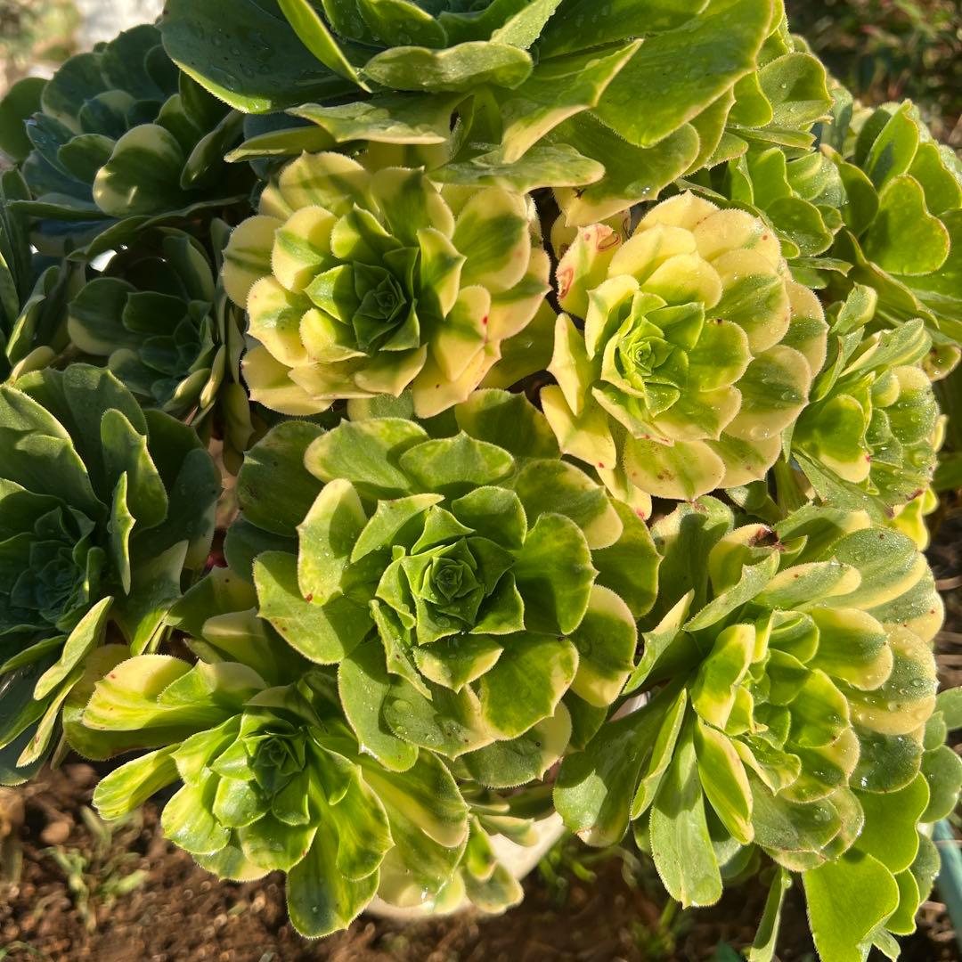 多肉植物。五彩瑠璃法師錦抜き苗