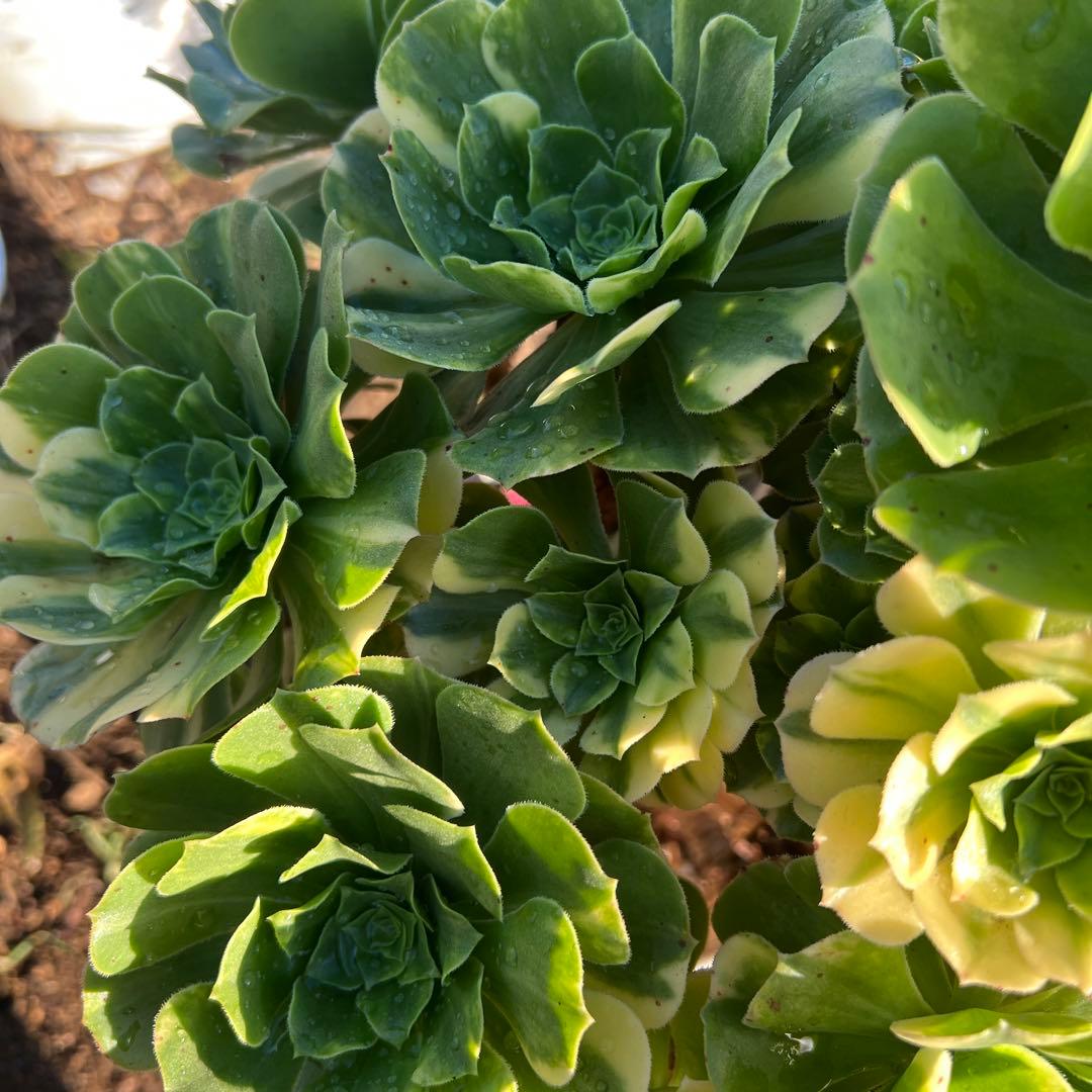 多肉植物。五彩瑠璃法師錦抜き苗