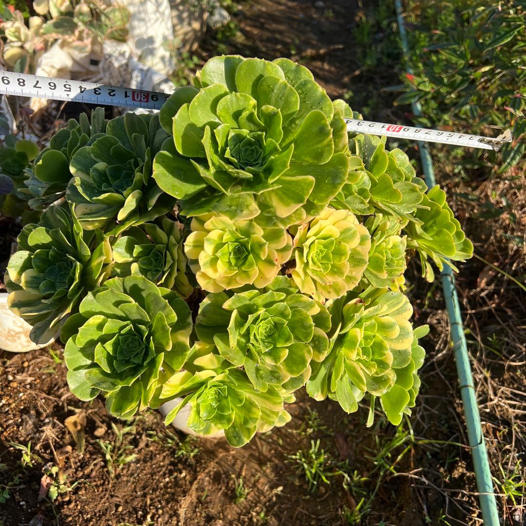 多肉植物。五彩瑠璃法師錦抜き苗