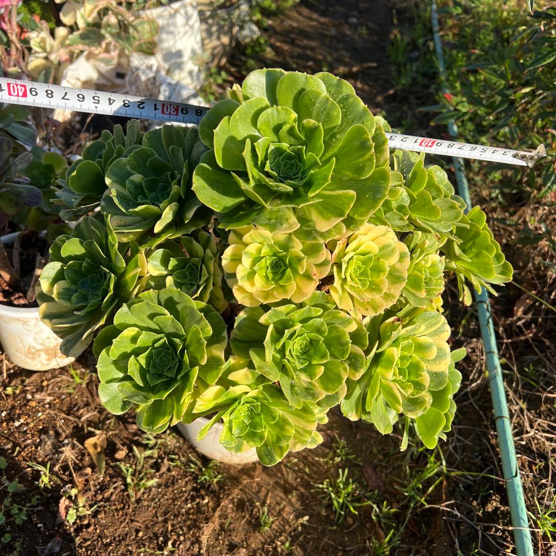 多肉植物。五彩瑠璃法師錦抜き苗