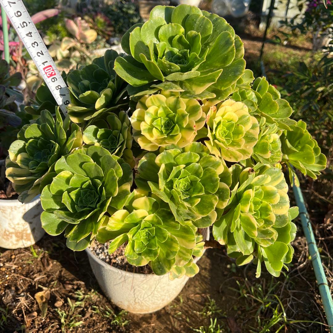 多肉植物。五彩瑠璃法師錦抜き苗