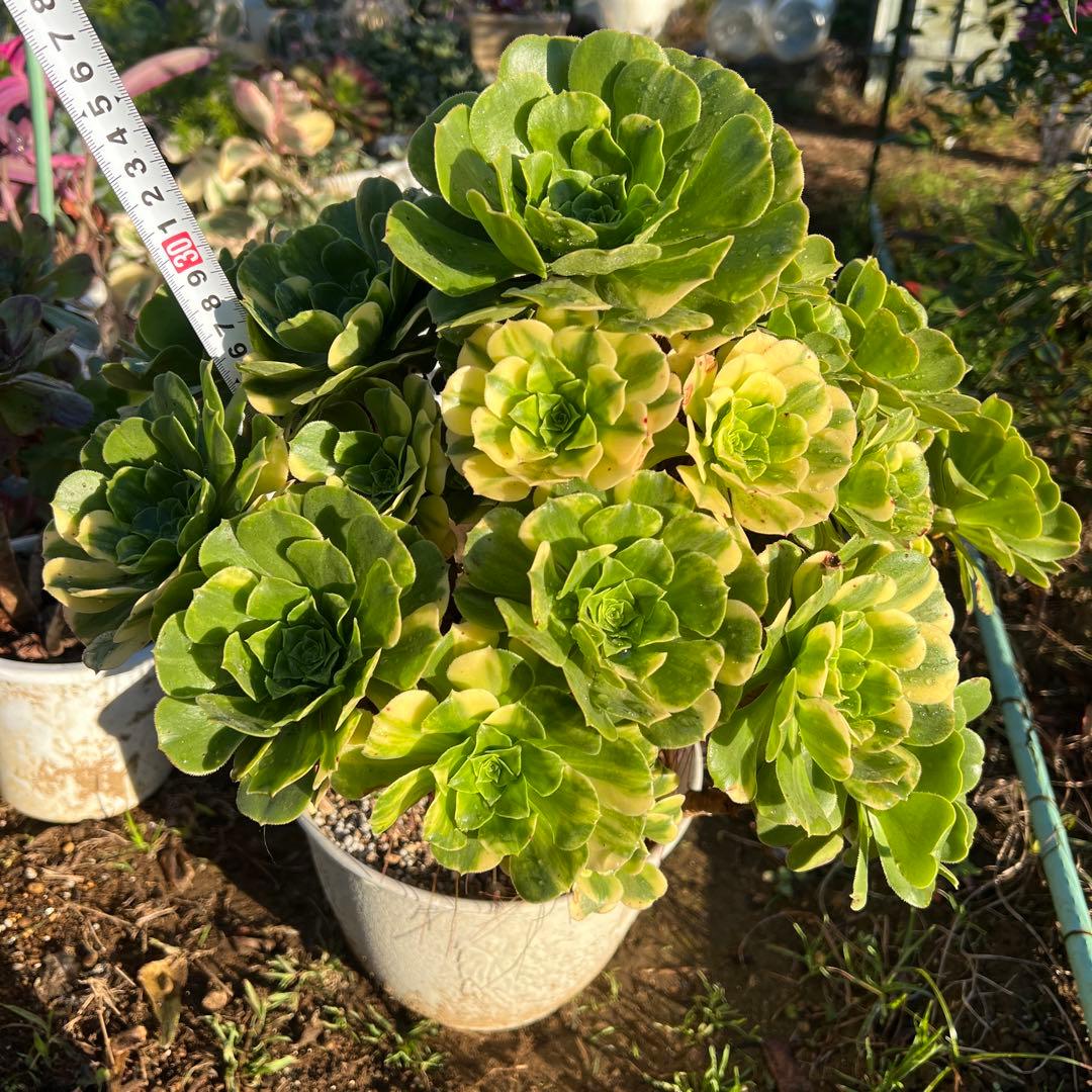 多肉植物。五彩瑠璃法師錦抜き苗