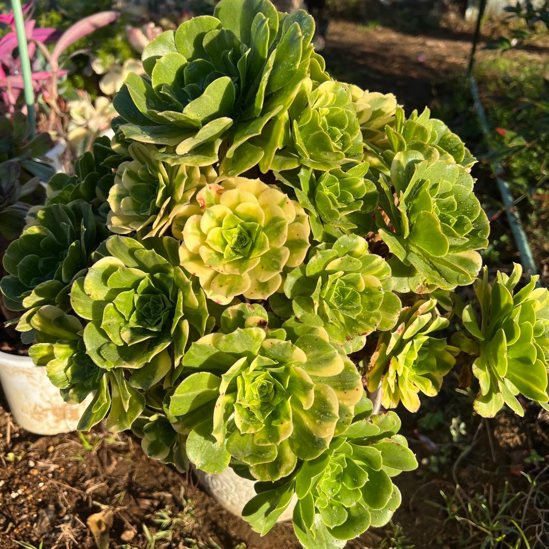 多肉植物。五彩瑠璃法師錦抜き苗