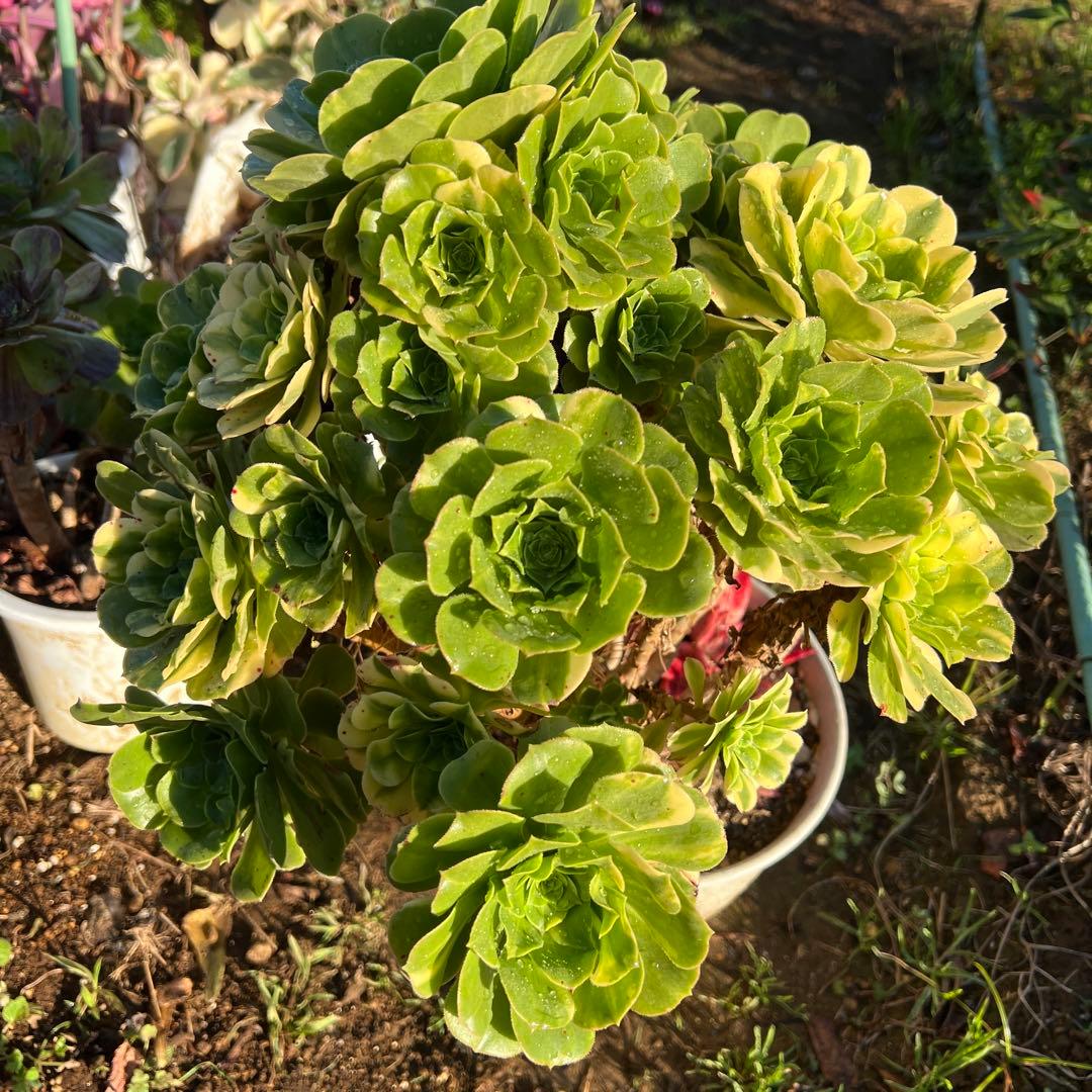 多肉植物。五彩瑠璃法師錦抜き苗