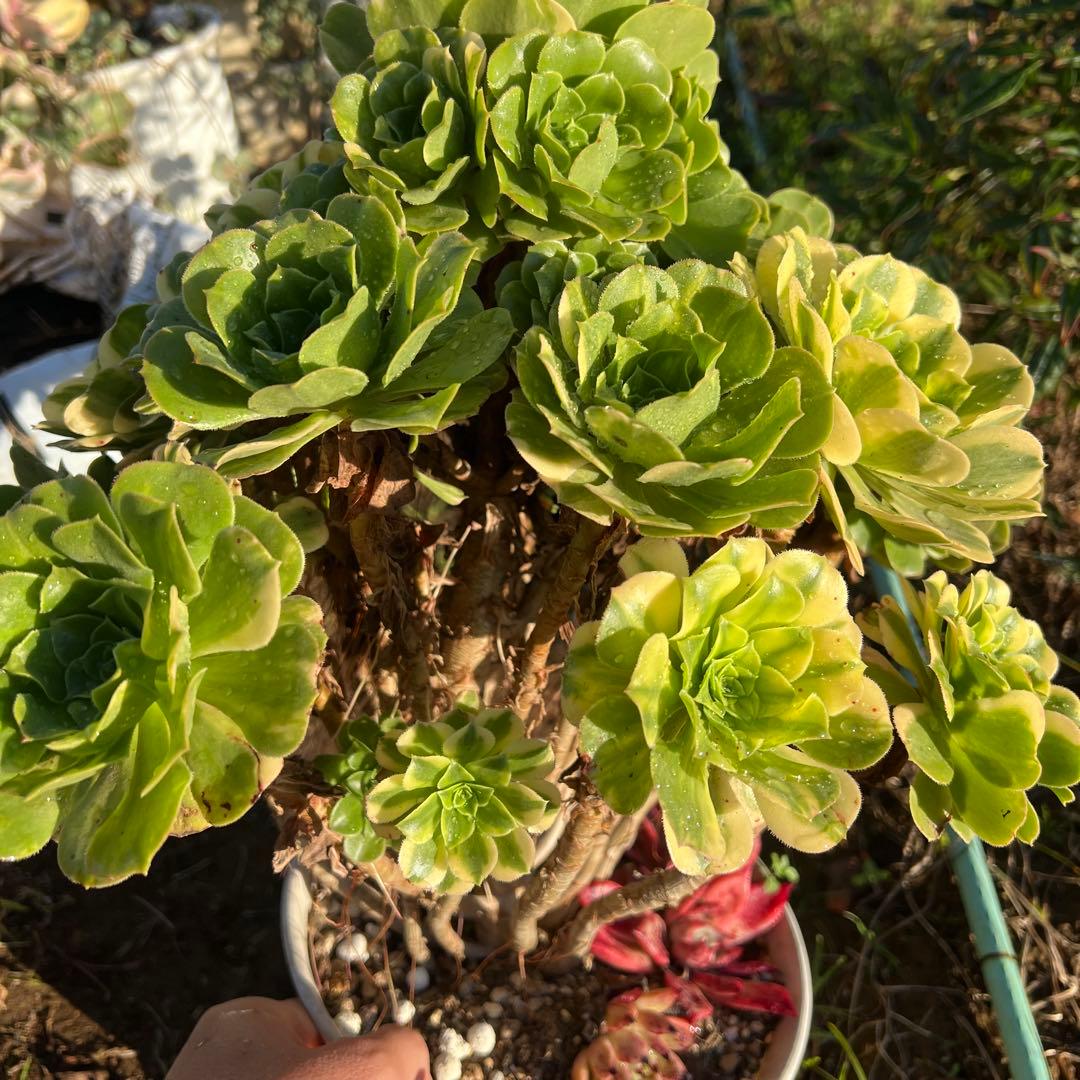 多肉植物。五彩瑠璃法師錦抜き苗