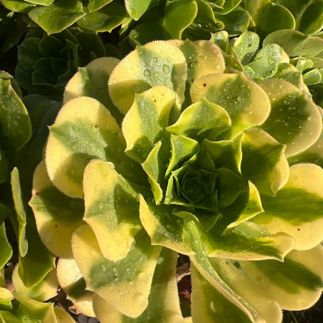 多肉植物。五彩瑠璃法師錦抜き苗