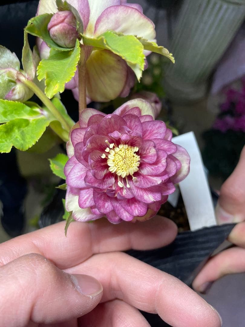 加藤農園 コールドフラッシュ交配 クリスマスローズ