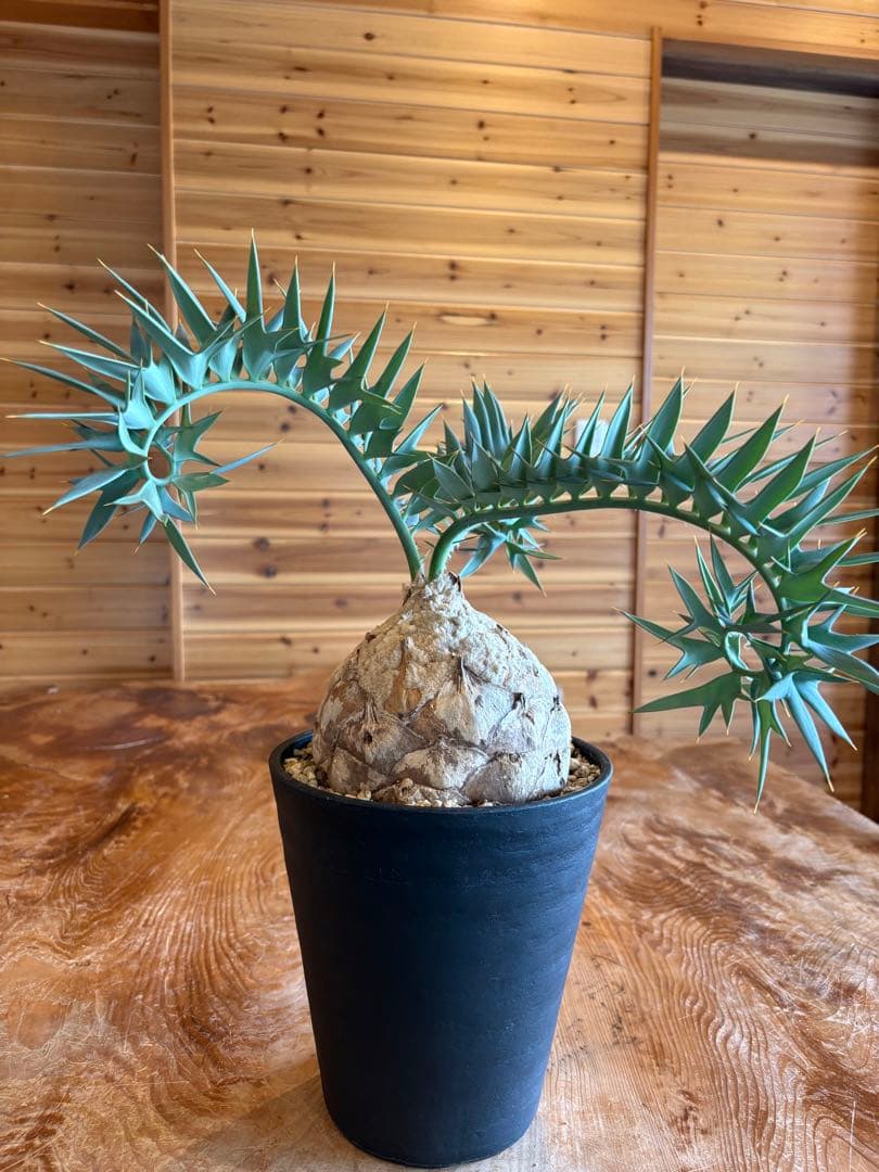 歳末最強セール　 エンセファラルトス ホリダス ドワーフ株