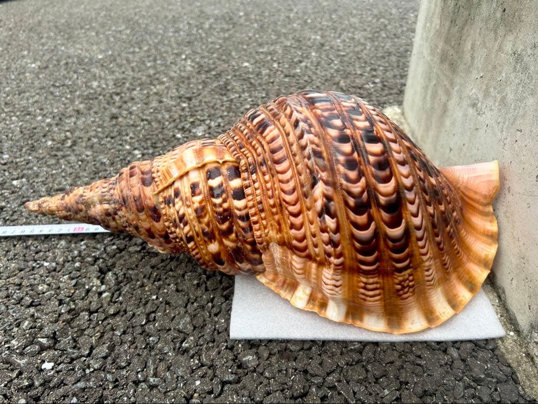 特大　法螺貝　41.5cm 美品　蓋付
