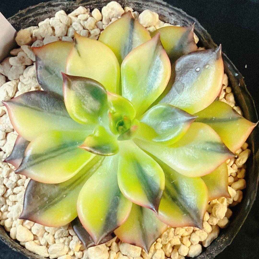 多肉植物　インドネシア産　ブラックプリンス錦　極上斑　①