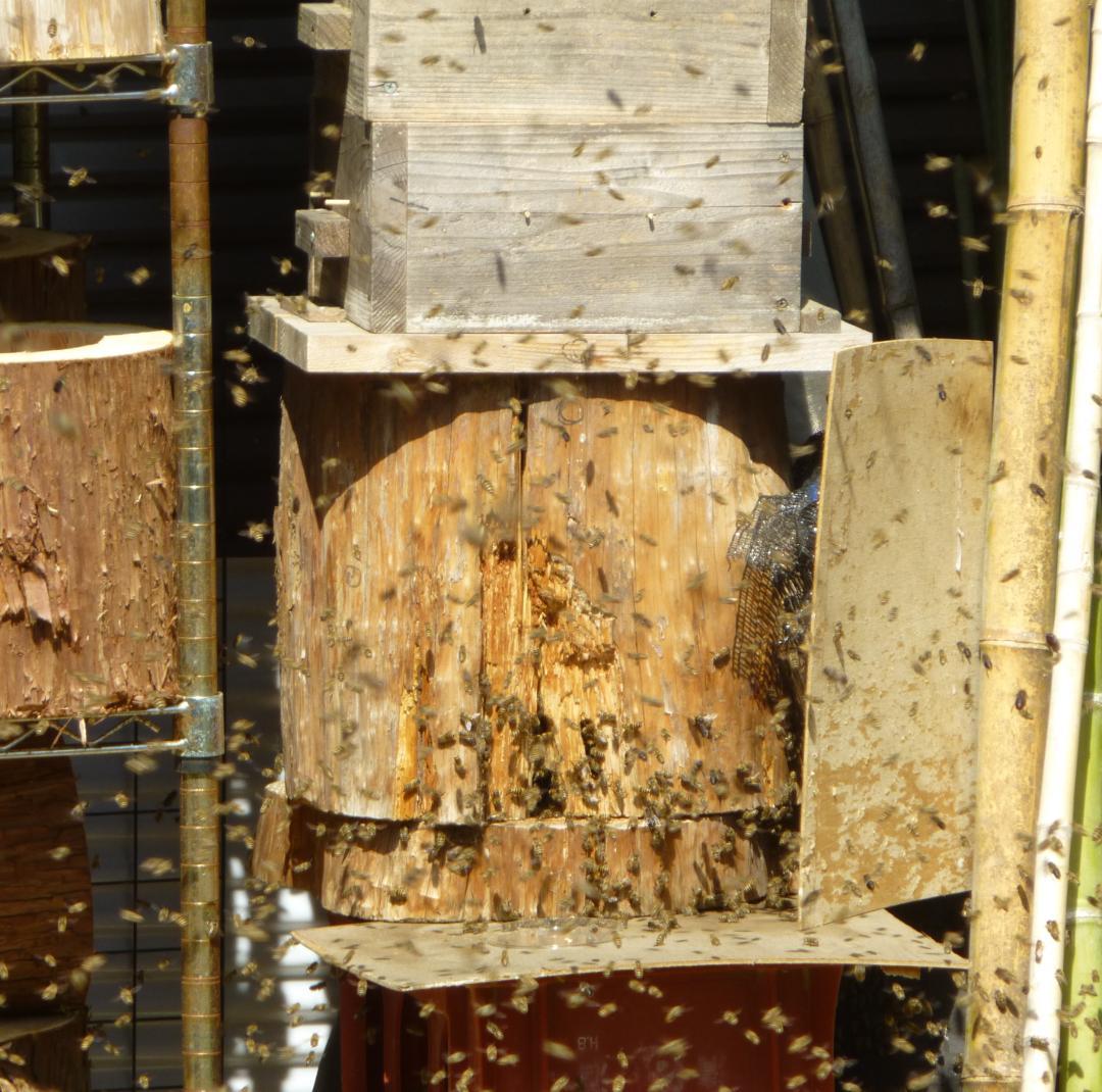 【多群入居実績あり】大寸、杉丸太（A）