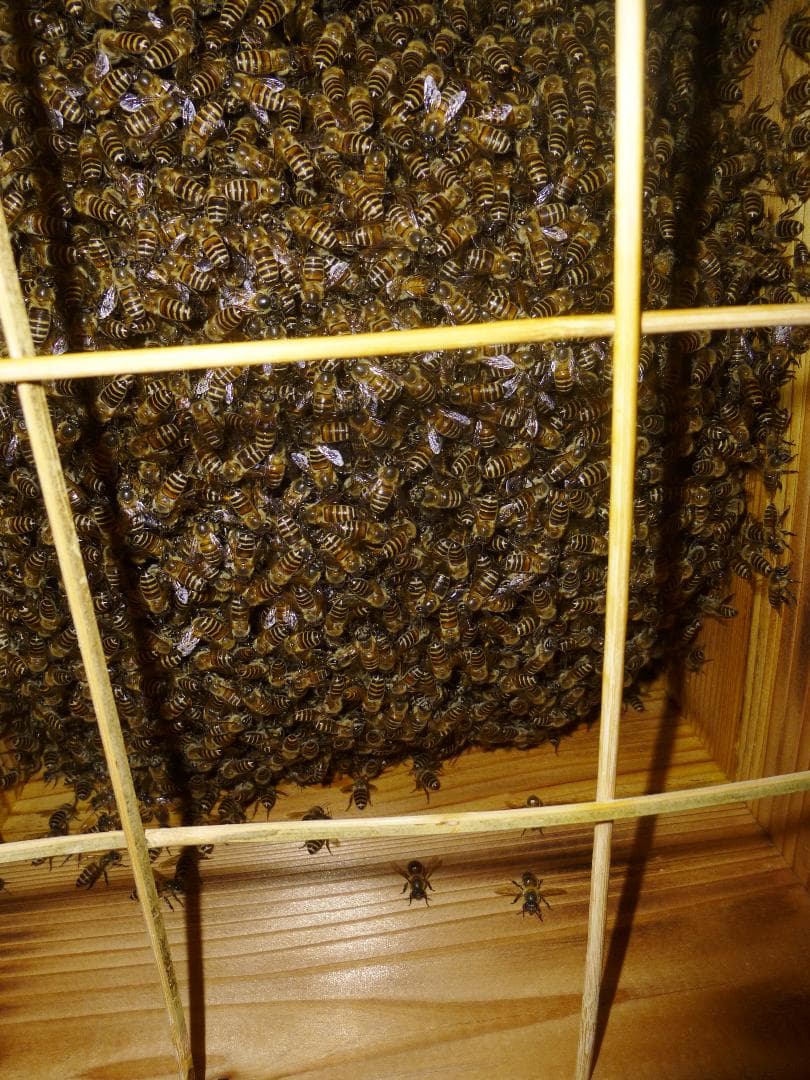 【多群入居実績あり】大寸、杉丸太（A）