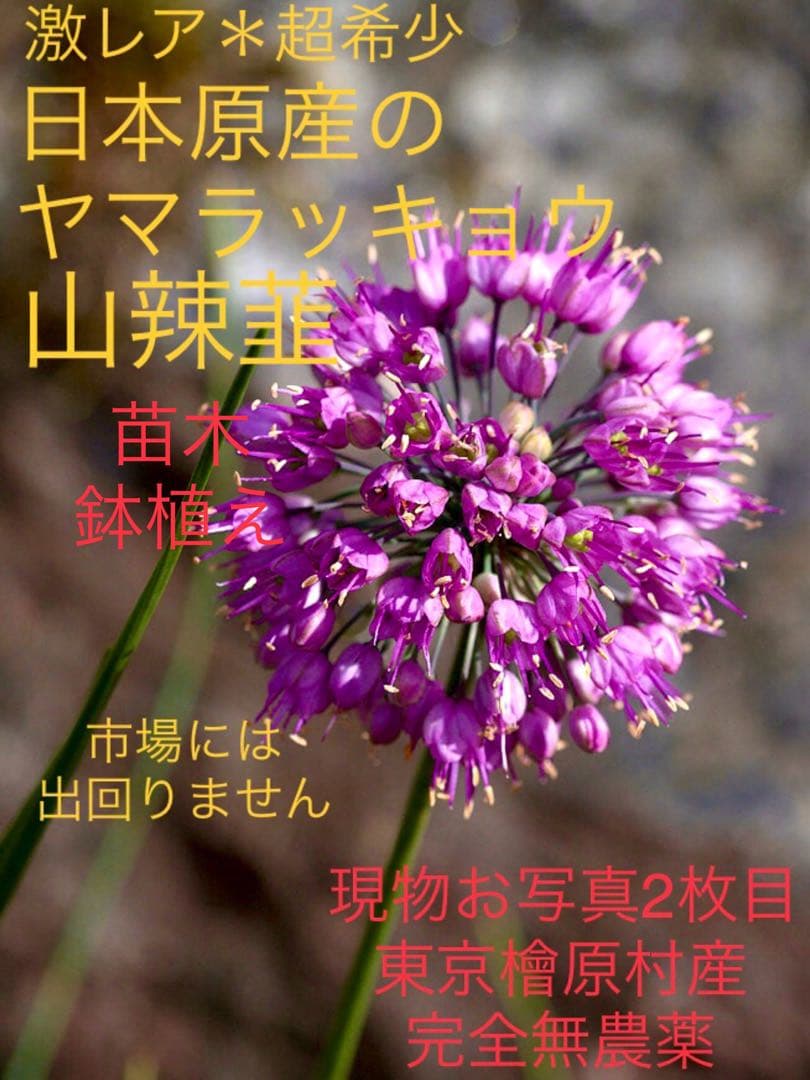 激レア/超希少品種【日本原産のヤマラッキョウの苗木/鉢植え】山辣韮＊珍しい山野草