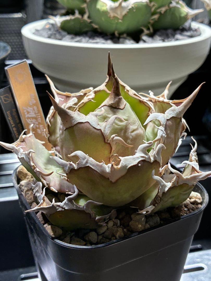 アガベ チタノタ　烈炎　親株　evar plants産