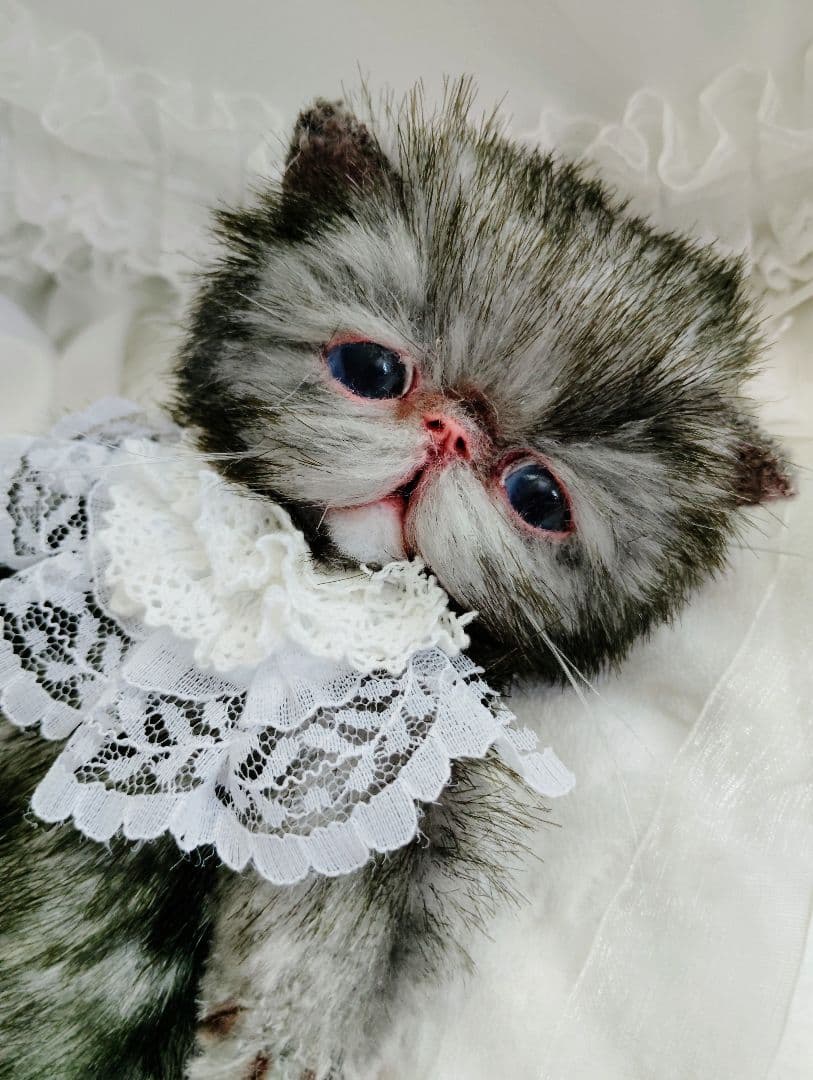 ラスト❤️ポッケにゃん♡エキゾチック子猫ちゃん♡アートドール♡ぬいぐるみ♡
