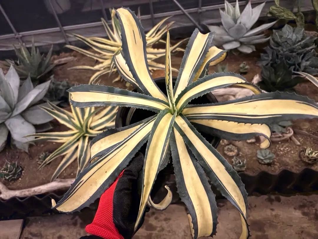 た*か様 【希少/300円スタート】フェロックス　アレックス　メディオピクタ　ト