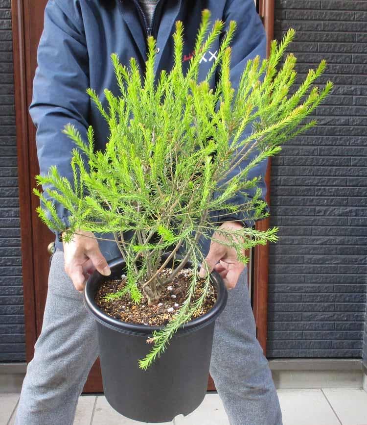 【現品】バンクシア・エリシフォリア　（ヒースバンクシア）　８号　Q87番