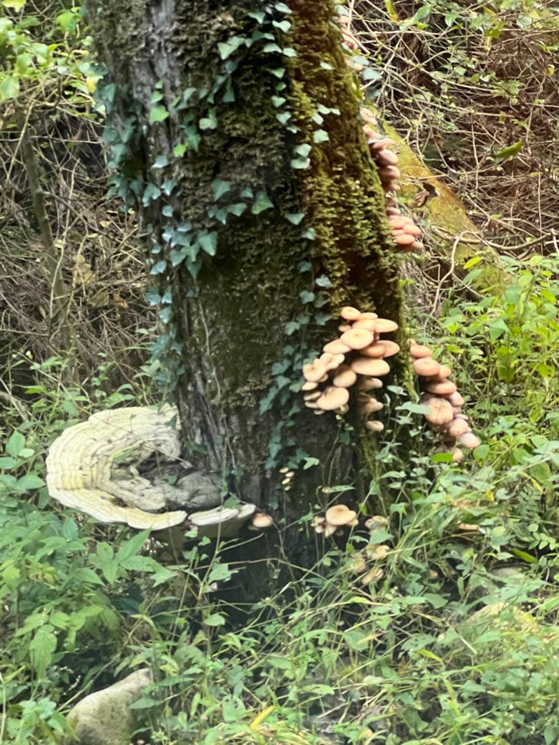 サルノコシカケ　天然　特大サイズ　極希少　さるのこしかけ