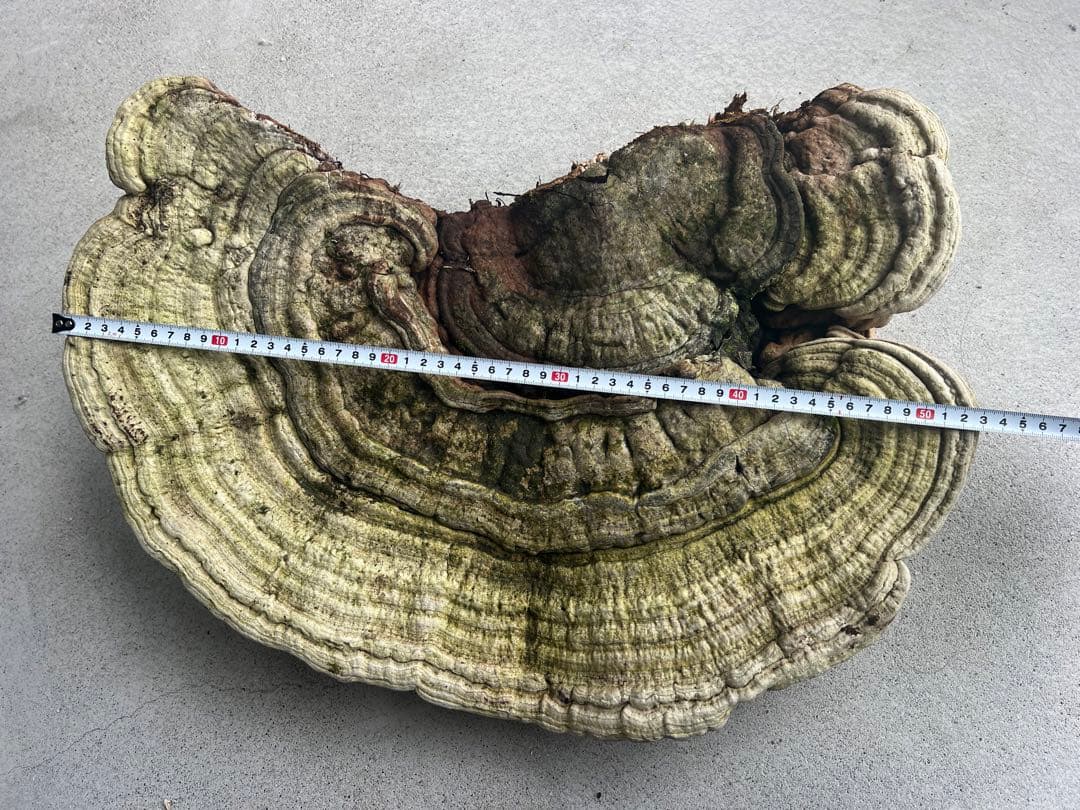 サルノコシカケ　天然　特大サイズ　極希少　さるのこしかけ