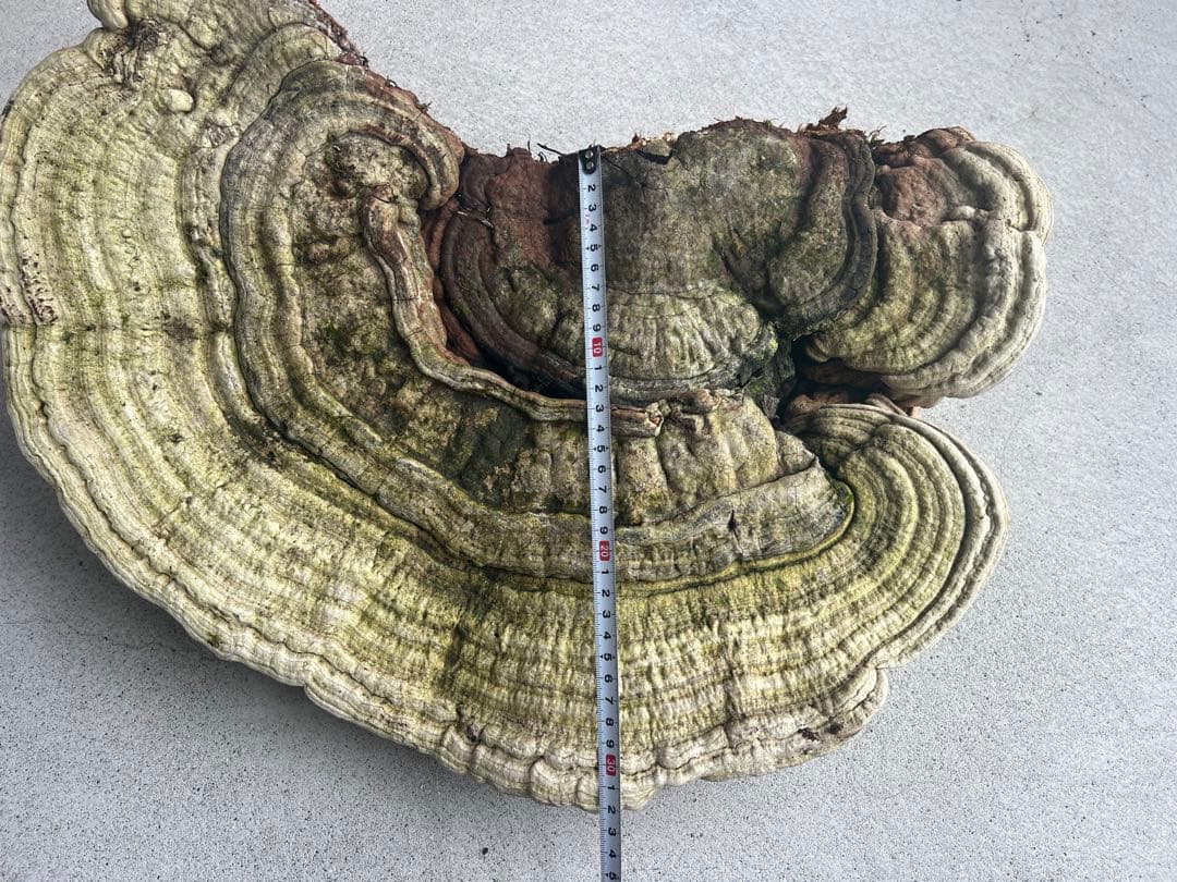 サルノコシカケ　天然　特大サイズ　極希少　さるのこしかけ