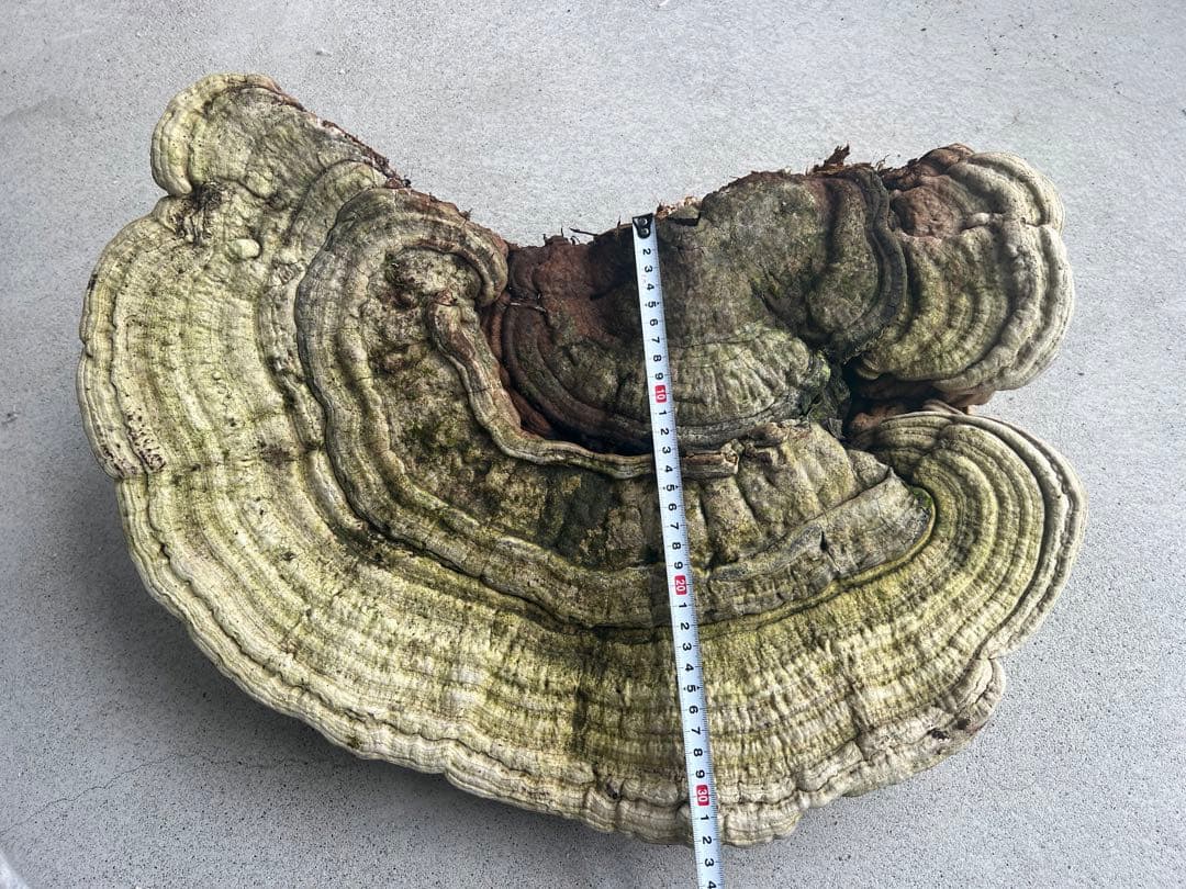 サルノコシカケ　天然　特大サイズ　極希少　さるのこしかけ