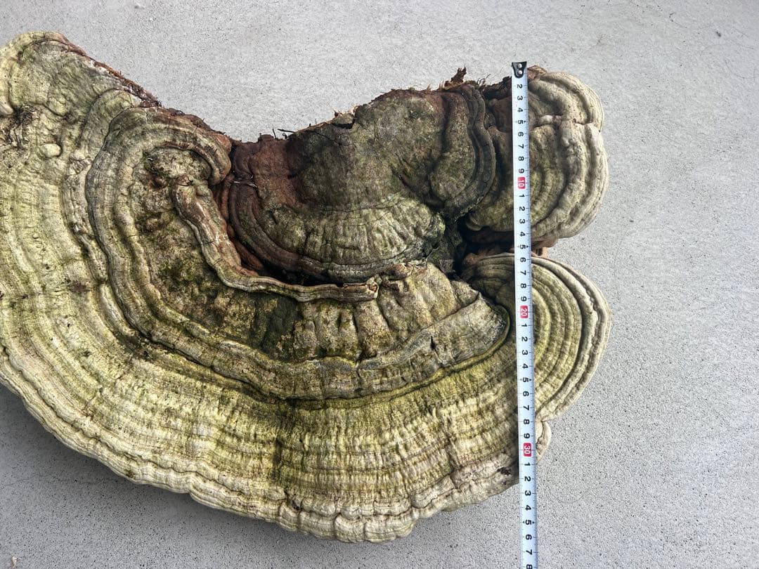 サルノコシカケ　天然　特大サイズ　極希少　さるのこしかけ