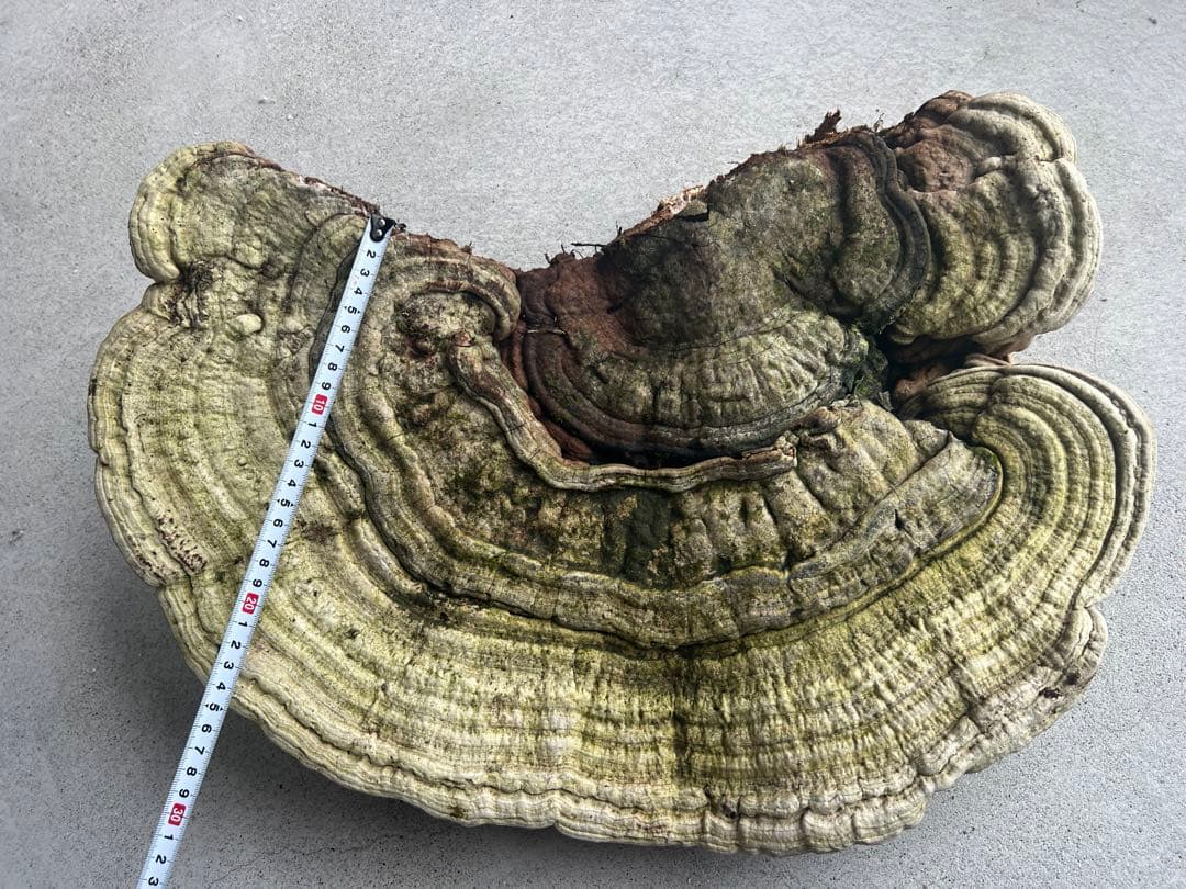 サルノコシカケ　天然　特大サイズ　極希少　さるのこしかけ