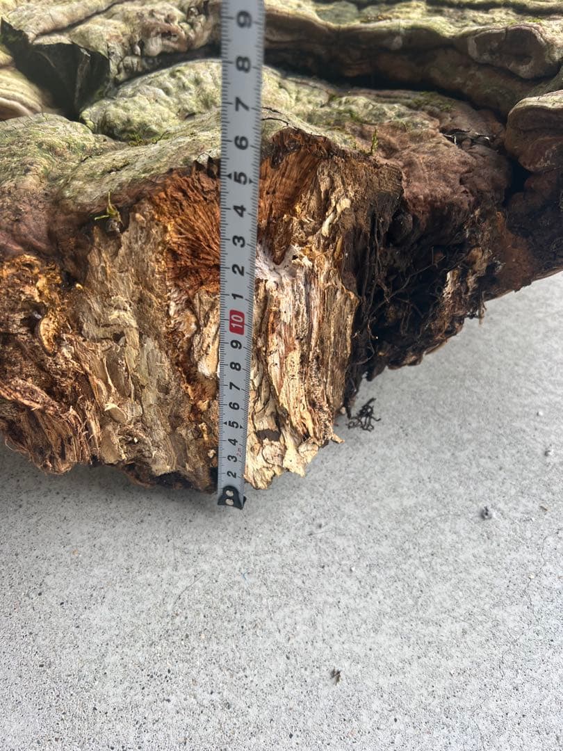 サルノコシカケ　天然　特大サイズ　極希少　さるのこしかけ