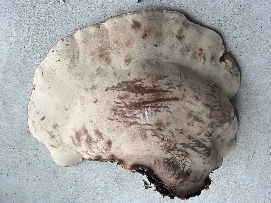 サルノコシカケ　天然　特大サイズ　極希少　さるのこしかけ