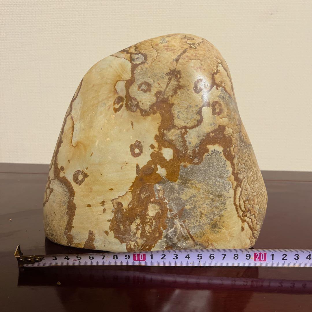 【最高級鑑賞石】菊花石 20cm 紋石 水石 盆石 根尾谷 天然石 置物