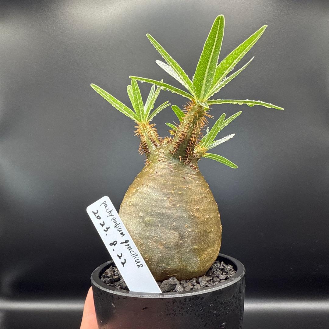 パキポディウム　グラキリス手乗りサイズ緑肌　安心発根済