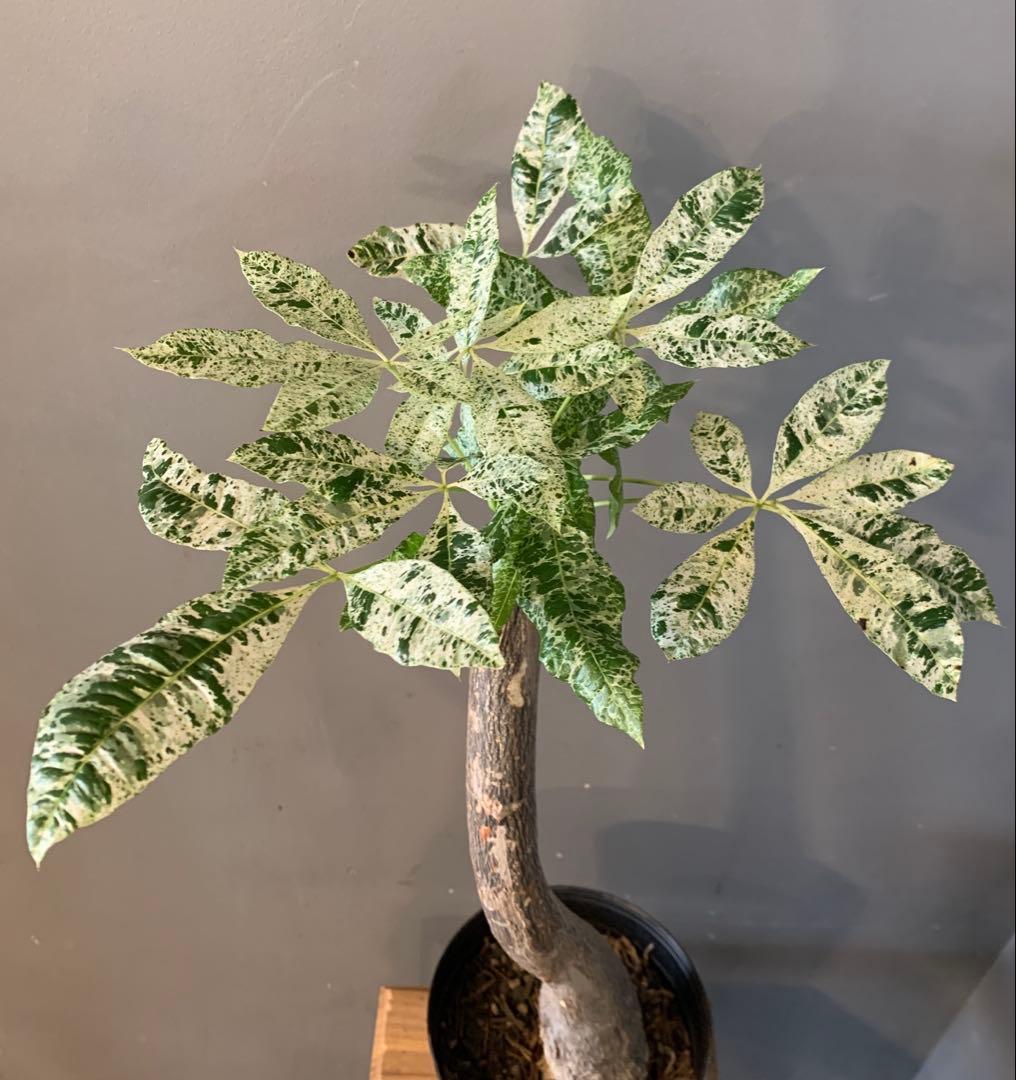 パキラ ミルキーウェイ 13