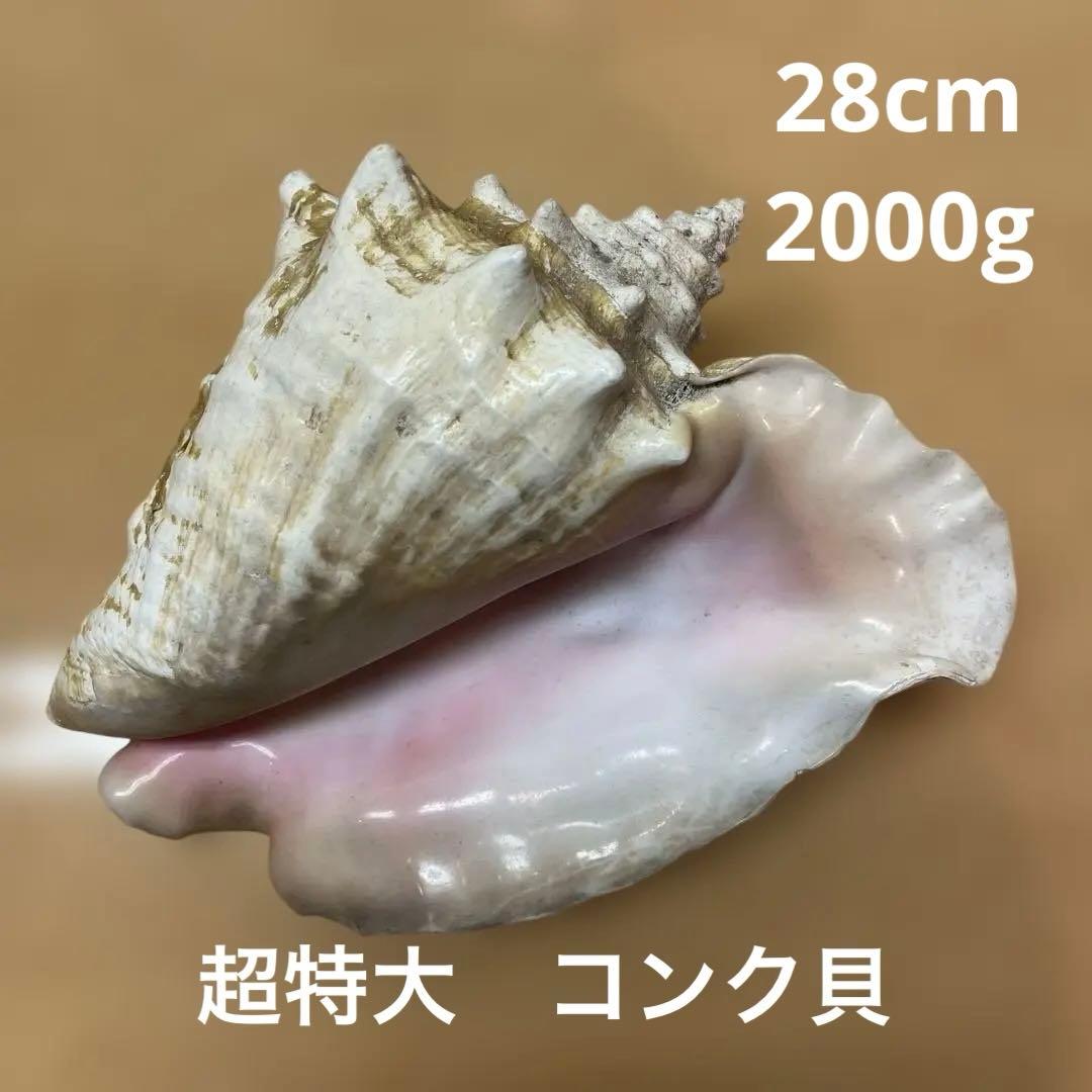 超特大　コンク貝、ピンク貝 (カリブ海産　特大サイズ　約28cm、2000g)