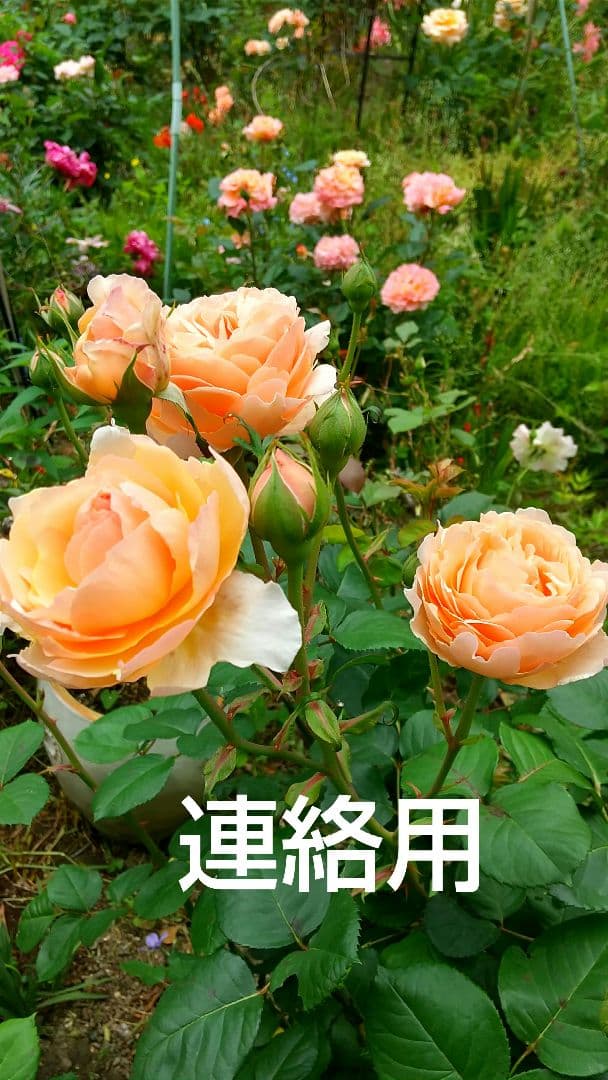 マチルダ　伝言板